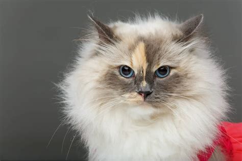 The What Kind Of Cats Have Long Hair For Bridesmaids
