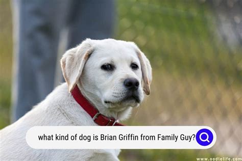 what kind of dog is brian from family guy