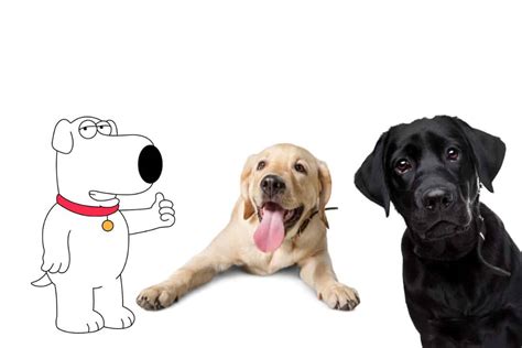 what kind of dog is brian griffin