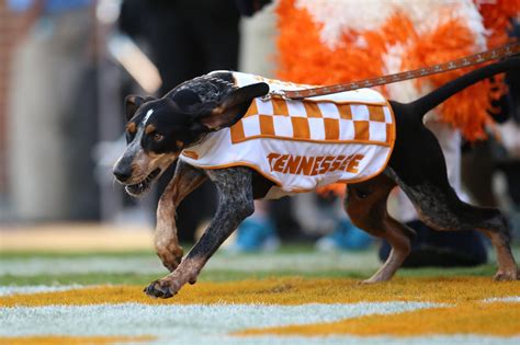 what kind of dog is the tennessee volunteers mascot