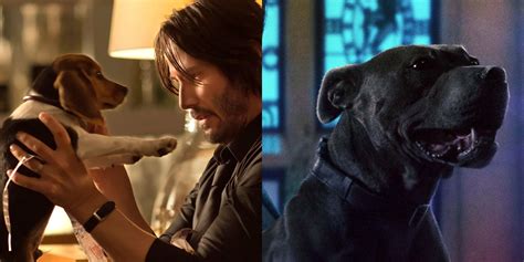 What Kind Of Dog Was In John Wick 1