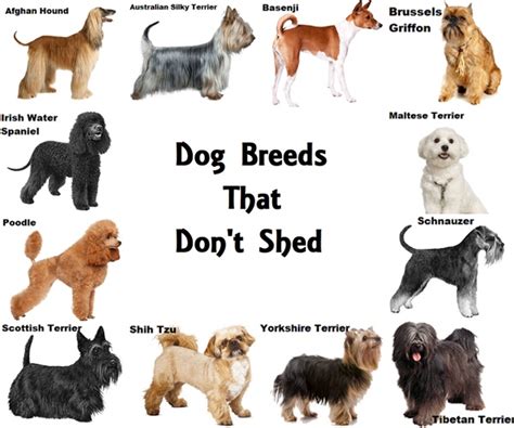 what kind of dogs that don't shed