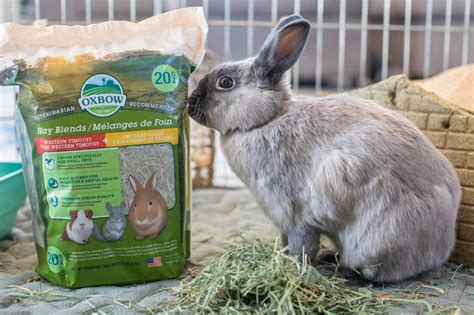 what kind of hay for rabbits