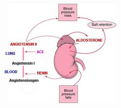 what kind of hormone is aldosterone