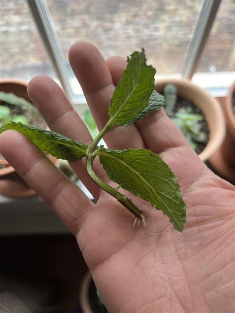 What Kind Of Propagation Is Found In Mint