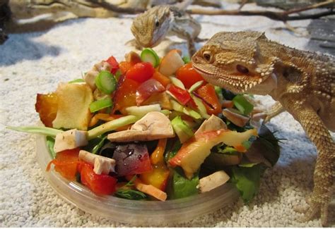 what kind of veggies do bearded dragons eat