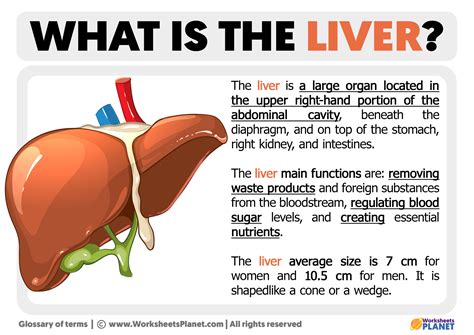 Unlocking Vitality: What Liver Does for Your Body Health