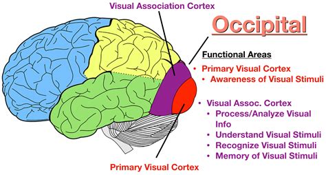 what lobe of the brain controls visual processing