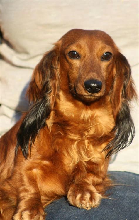 Free What Makes A Long Haired Dachshund For Short Hair