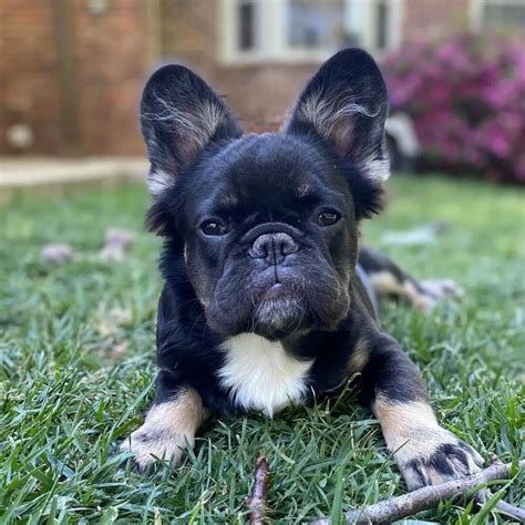 This What Makes A Long Haired Frenchie For Bridesmaids