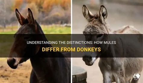 What Makes A Mule A Mule