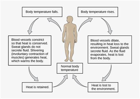 what makes body heat