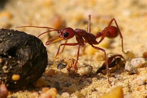 what makes bulldog ant different