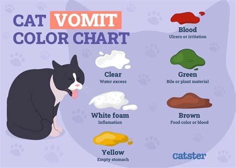 What Makes Cat Vomit