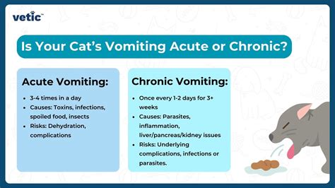 What Makes Kittens Vomit