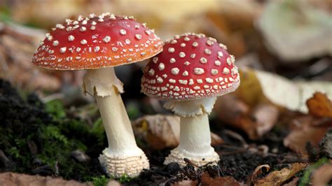 what makes mushrooms poisonous