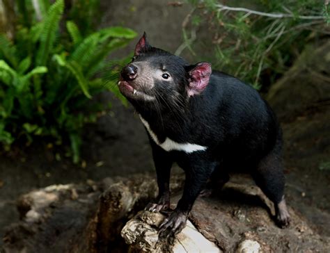 what makes the tasmanian devil unique