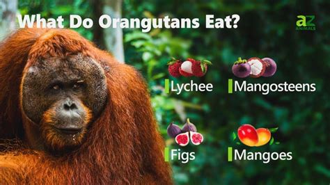 what meat do orangutans eat