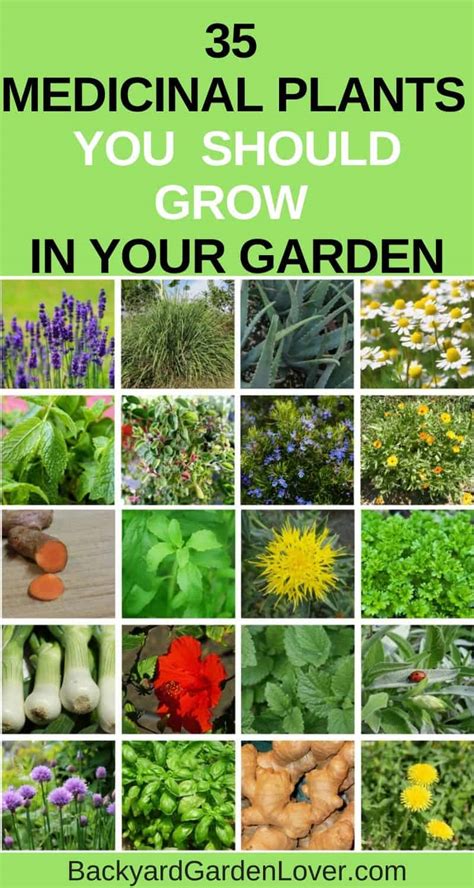 what medicinal herbs should i grow