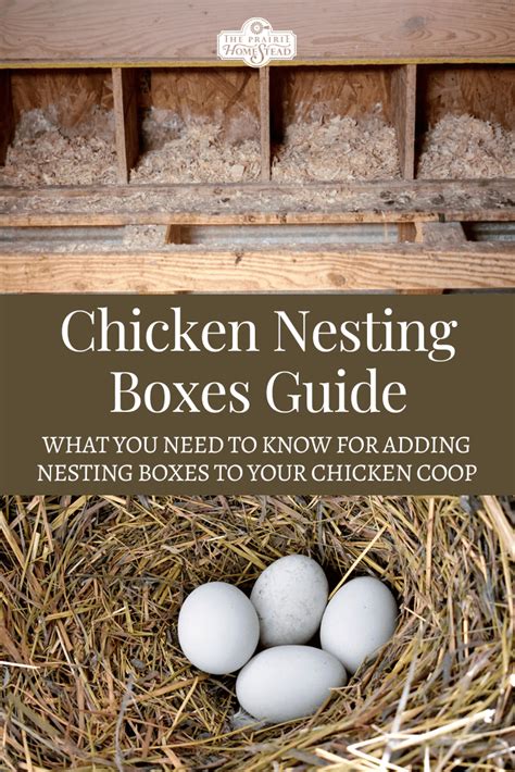 what might be found in nesting boxes