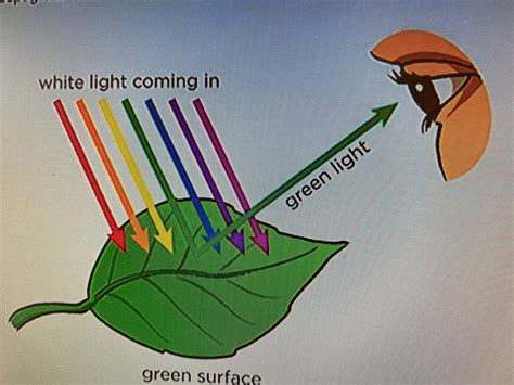 what molecule absorbs light