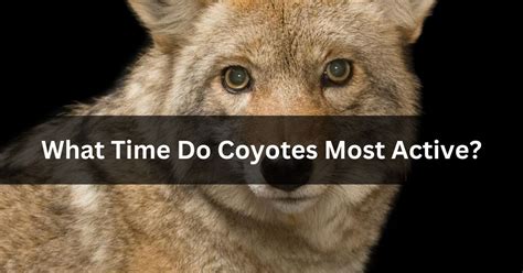 what months are coyotes most active