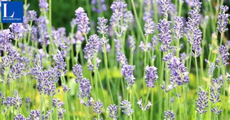 What Months Does Lavender Bloom
