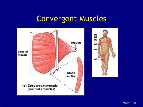 what muscle generates the most force