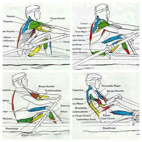 what muscle group does rowing target