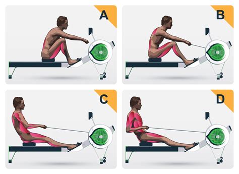 what muscle groups do rowing machines target