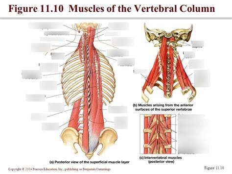 Core players The muscles that move your trunk and how to work them