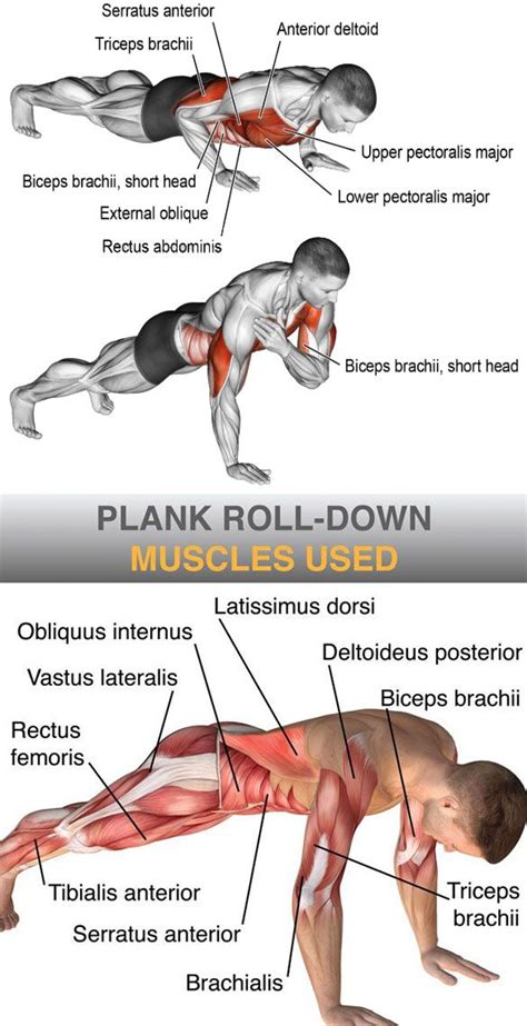 what muscles does plank engage