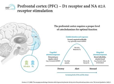 what neurotransmitter is low in adhd