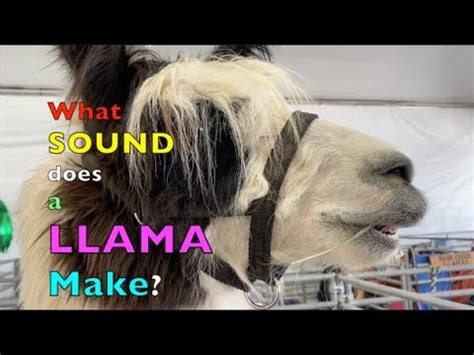 What Noise Does A Llama