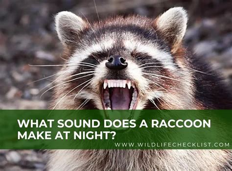 What Noises Does A Racoon Make
