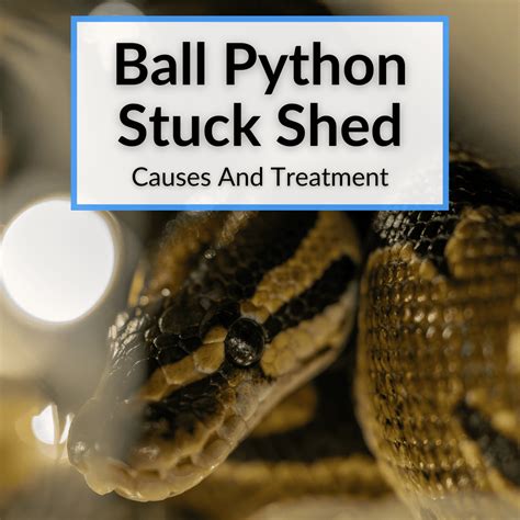 What Not To Do With A Ball Python