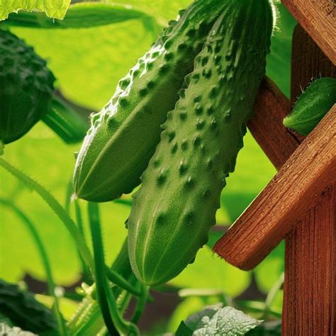 14 Companion Plants For Cucumbers (And What Not To Plant Nearby) Home