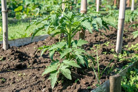 7 Plants To Never Grow Near Your Tomatoes Tomato Bible