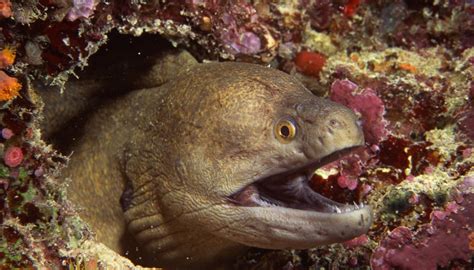 what ocean zone do eels live in