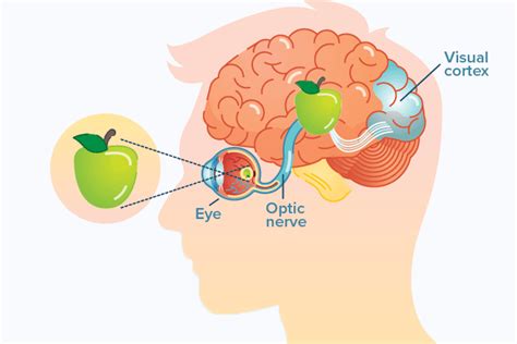 what part of the brain controls vision and visual perception