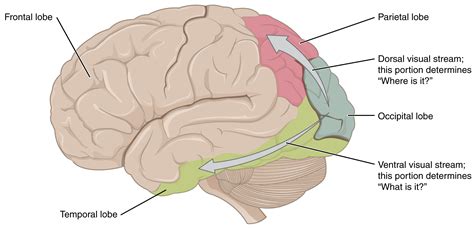 what part of the brain controls visual and auditory data processing