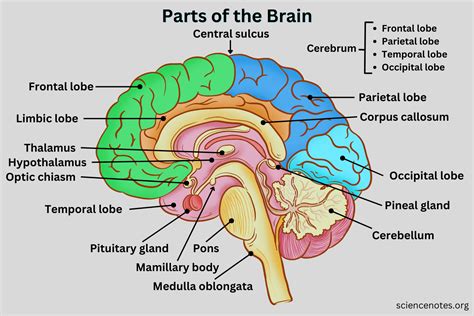 what part of the brain is responsible for identifying objects