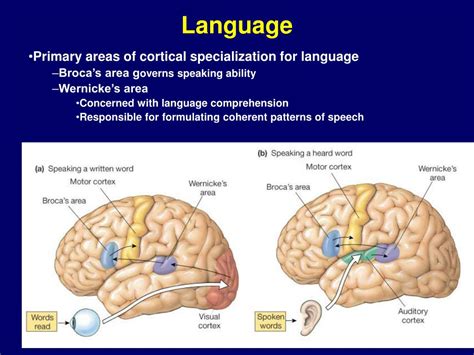 what part of the brain is responsible for language processing