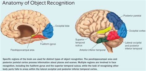 what part of the brain is responsible for object recognition