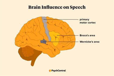 what part of the brain is responsible for problem solving and speech