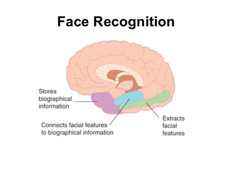 what part of the brain recognizes faces and objects