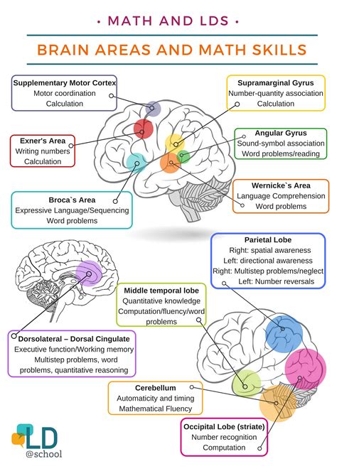 What Part Of The Brain Uses Math