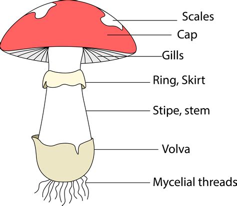 what part of the mushroom has psilocybin