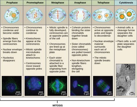 What Phase Does Cytokinesis Begin