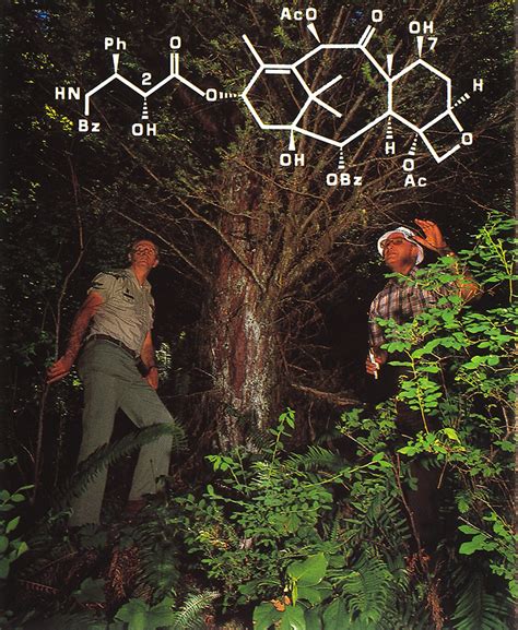 what plant does taxol come from